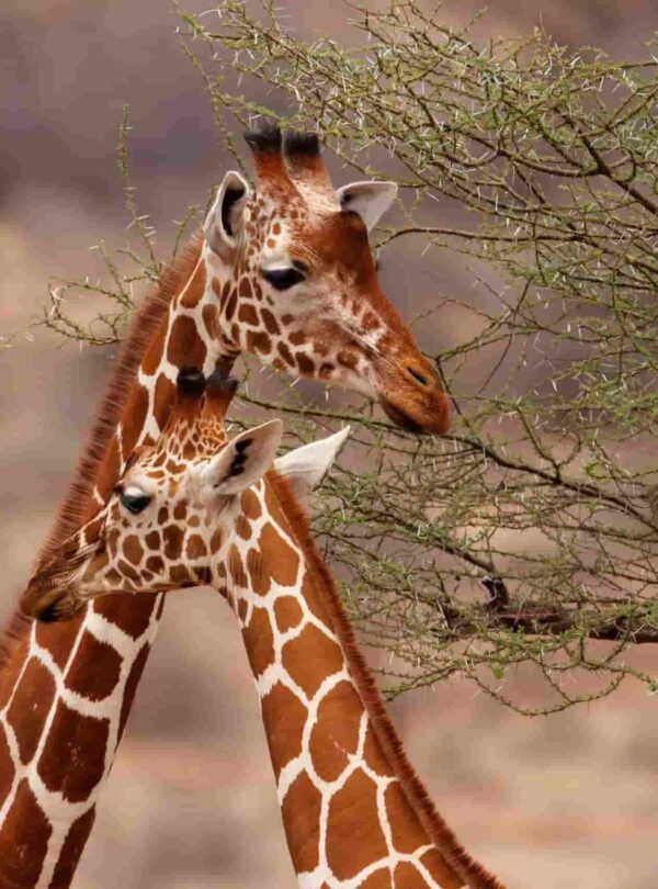 kenyawildsafaris.com