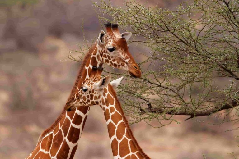 kenyawildsafaris.com