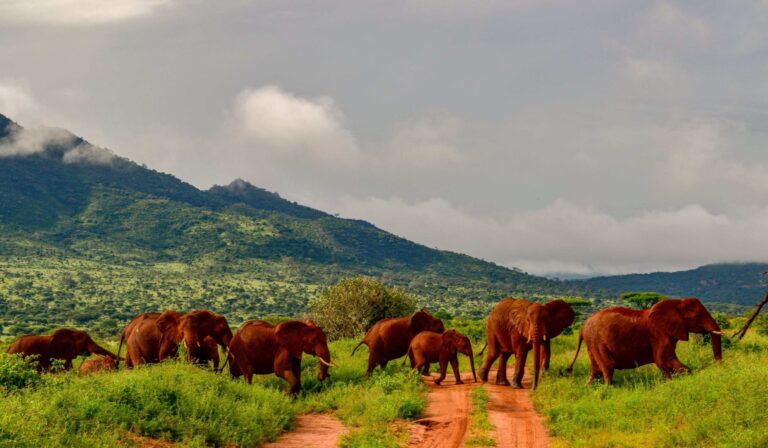 Elephants TsavoWest