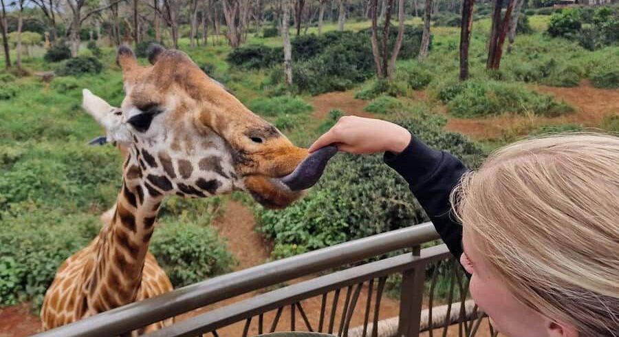 How to Plan & Book Kenya Safari from Abroad (USA, UK, Europe, & Australia Guide)