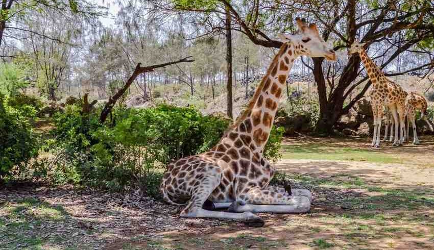 Haller-Park-Giraffe11
