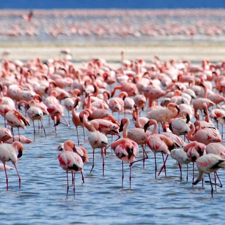 Lake nakuru flamingos – Kenyawildsafaris.com