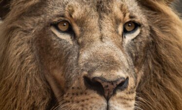 kenyawildsafaris.com