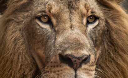 kenyawildsafaris.com