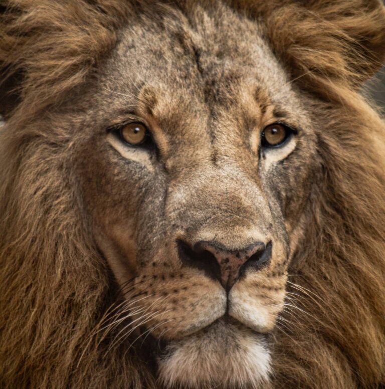 kenyawildsafaris.com
