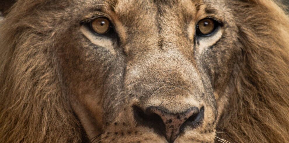 kenyawildsafaris.com