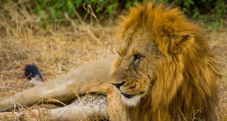 Lion-Kenyawildsafaris.com