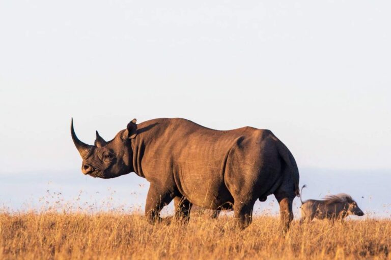 Nairobi National Park Rhino – Kenyawildsafaris.com