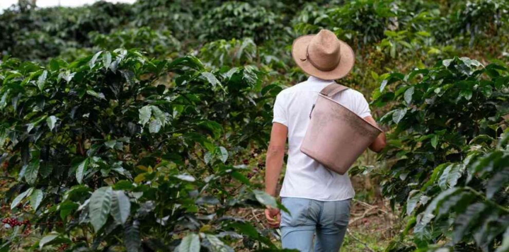 coffee farm tour-kenyawildsafaris.com