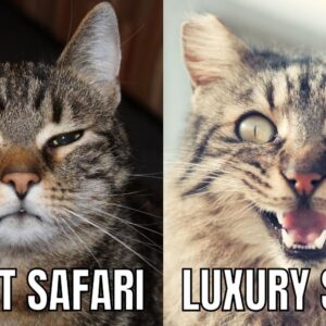 Luxury vs Budget Safari in Kenya