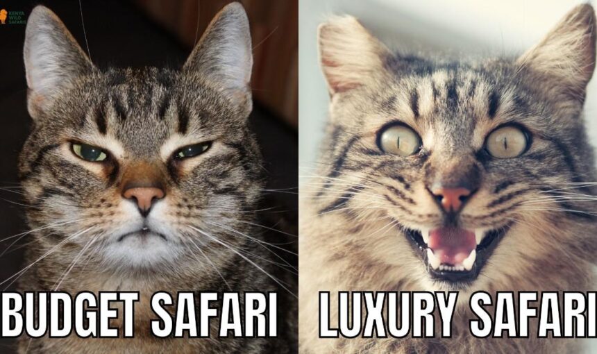 Luxury vs Budget Safari in Kenya: Comparing Comfort, Cost & Experience in 2026