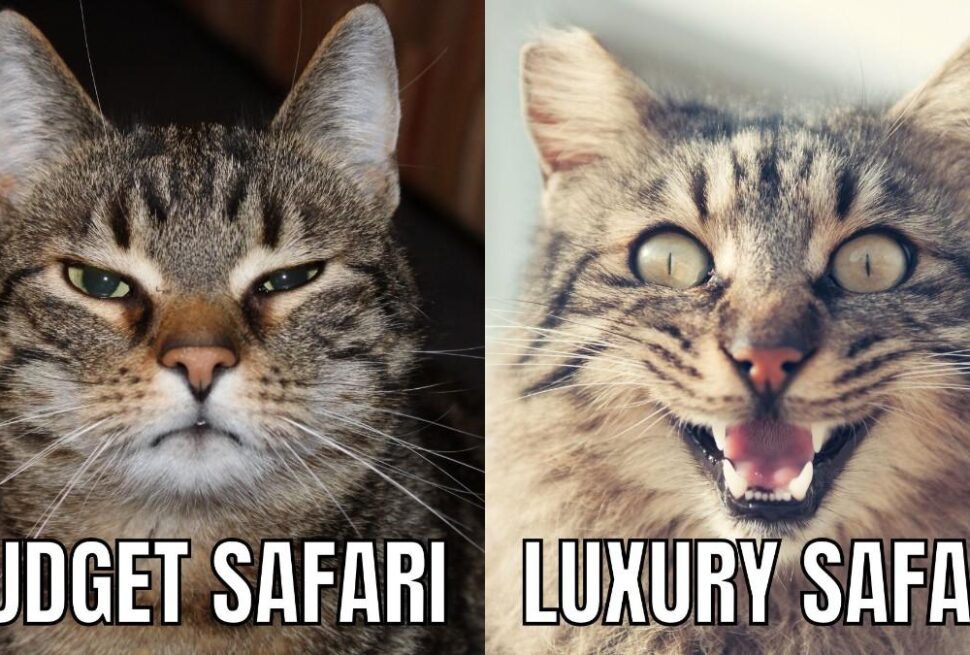 Luxury vs Budget Safari in Kenya