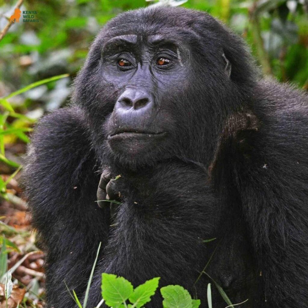 Safari Parks in East Africa - Mountain gorillas of Uganda