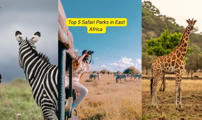 Top 5 Safari Parks in East Africa You Must Visit in 2026 – Ultimate East Africa Safari Guide