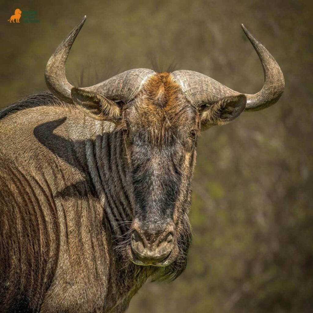 wildebeest - Top 5 Safari Parks in East Africa