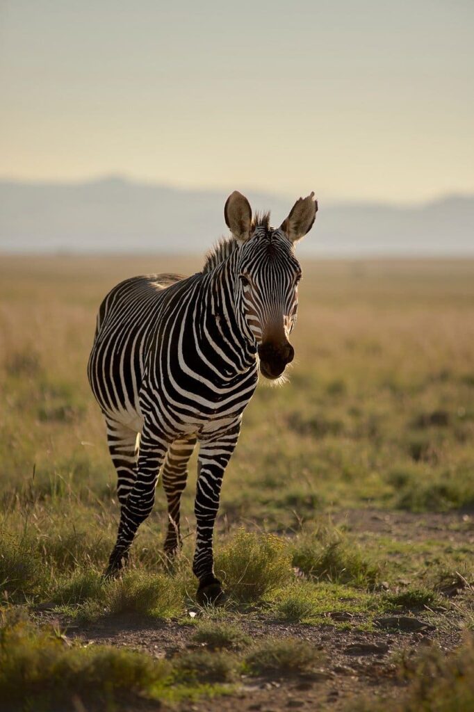 How I Store 5,000 Safari Photos Safely — The Cloud Backup Strategy That Saved My Memories